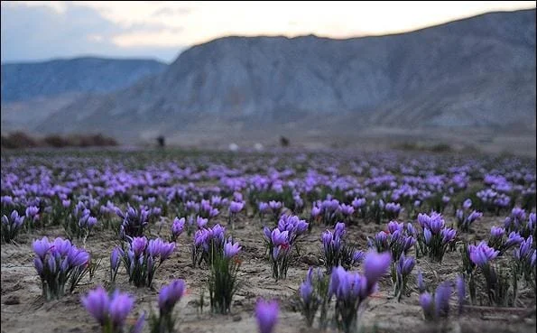 iran saffron in Maryland,persian saffron in Maryland,iranian saffron in Maryland,price of saffron in Maryland,saffron in Maryland,saffron companies in Maryland,saffron price in Maryland,saffron iran in Maryland,saffron shop in Maryland,buy saffron in Maryland,
