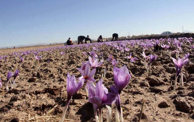saffron shop in Massachusetts,buy saffron in Massachusetts,buy persian saffron in Massachusetts,purchase saffron in Massachusetts,major purchase in Massachusetts,red saffron in Massachusetts,saffron shop in Massachusetts, saffron,iran saffron in MA,persian saffron in MA,