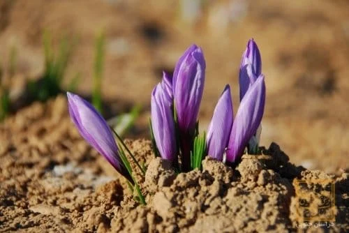 iranian saffron in MA,price of saffron in MA,saffron in MA,saffron companies in MA,saffron price in MA,saffron iran in MA,saffron shop in MA,buy saffron in MA,buy persian saffron in MA,purchase saffron in MA,