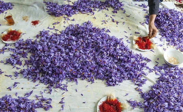 saffron price in Michigan,saffron iran in Michigan,saffron shop in Michigan,buy saffron in Michigan,buy persian saffron in Michigan,purchase saffron in Michigan,major purchase in Michigan,red saffron in Michigan,saffron shop in Michigan, saffron,