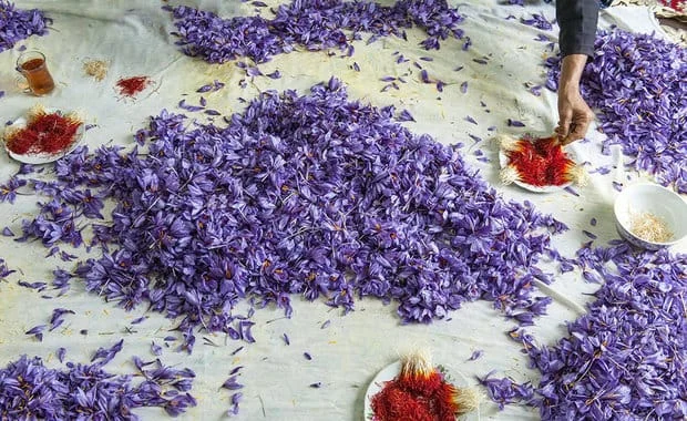 saffron price in Michigan,saffron iran in Michigan,saffron shop in Michigan,buy saffron in Michigan,buy persian saffron in Michigan,purchase saffron in Michigan,major purchase in Michigan,red saffron in Michigan,saffron shop in Michigan, saffron,