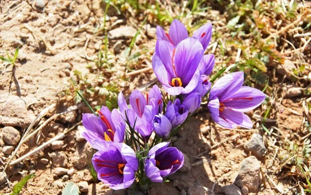 iran saffron in MA,persian saffron in MA,iranian saffron in MA,price of saffron in MA,saffron in MA,saffron companies in MA,saffron price in MA,saffron iran in MA,saffron shop in MA,buy saffron in MA,