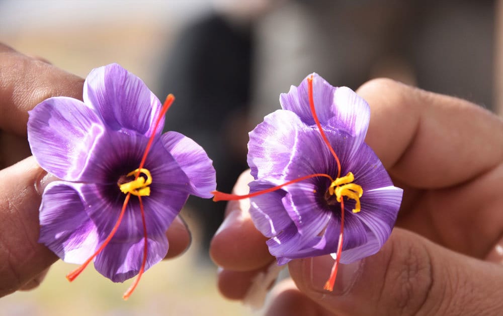 buy persian saffron in MA,purchase saffron in MA,major purchase in MA,red saffron in MA,saffron shop in MA, saffron,iran saffron in Minnesota,persian saffron in Minnesota,iranian saffron in Minnesota,price of saffron in Minnesota,