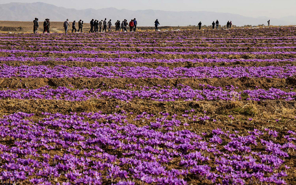 saffron shop in MN,buy saffron in MN,buy persian saffron in MN,purchase saffron in MN,major purchase in MN,red saffron in MN,saffron shop in MN, saffron,