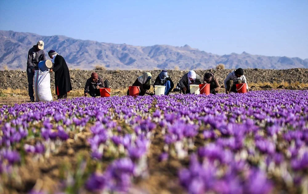 iran saffron in Mississippi,persian saffron in Mississippi,iranian saffron in Mississippi,price of saffron in Mississippi,saffron in Mississippi,saffron companies in Mississippi,saffron price in Mississippi,saffron iran in Mississippi,saffron shop in Mississippi,buy saffron in Mississippi,