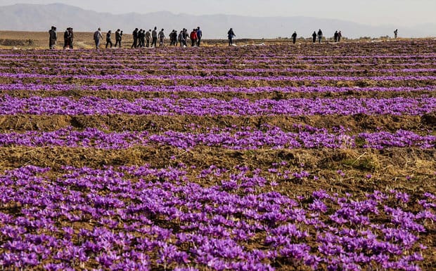 saffron in MS,saffron companies in MS,saffron price in MS,saffron iran in MS,saffron shop in MS,buy saffron in MS,buy persian saffron in MS,purchase saffron in MS,major purchase in MS,red saffron in MS,