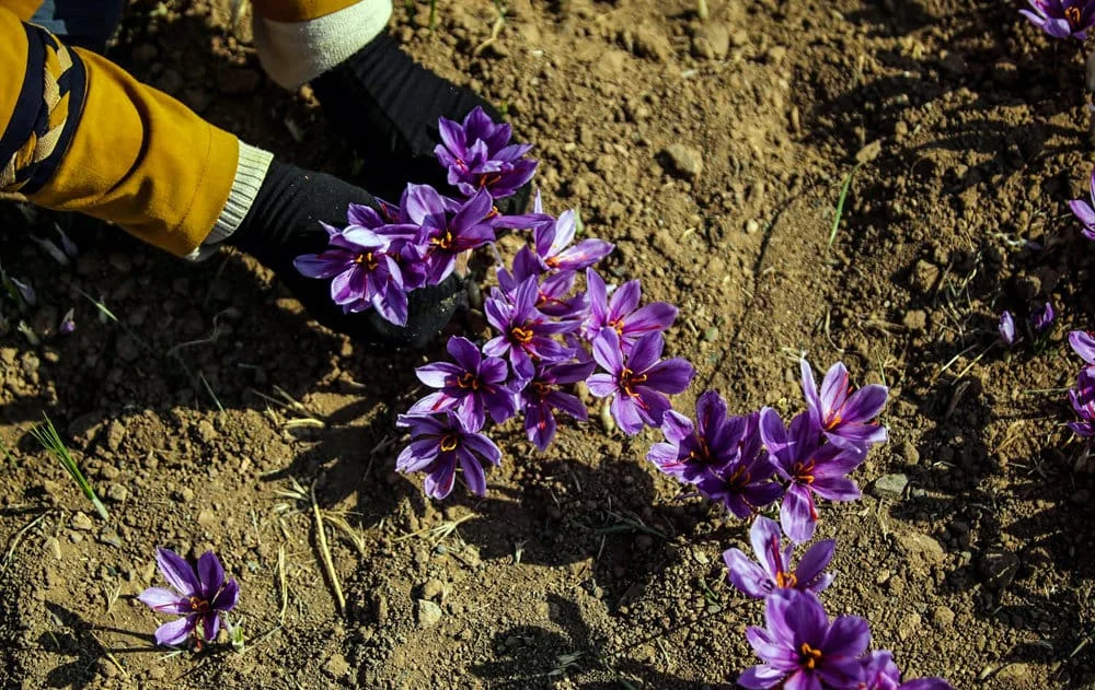 saffron shop in Missouri,buy saffron in Missouri,buy persian saffron in Missouri,purchase saffron in Missouri,major purchase in Missouri,red saffron in Missouri,saffron shop in Missouri, saffron,iran saffron in MO,persian saffron in MO,