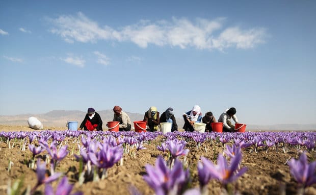 iranian saffron in MO,price of saffron in MO,saffron in MO,saffron companies in MO,saffron price in MO,saffron iran in MO,saffron shop in MO,buy saffron in MO,buy persian saffron in MO,purchase saffron in MO,