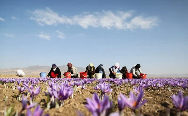 iranian saffron in MO,price of saffron in MO,saffron in MO,saffron companies in MO,saffron price in MO,saffron iran in MO,saffron shop in MO,buy saffron in MO,buy persian saffron in MO,purchase saffron in MO,