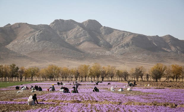 major purchase in MO,red saffron in MO,saffron shop in MO, saffron,iran saffron in Montana,persian saffron in Montana,iranian saffron in Montana,price of saffron in Montana,saffron in Montana,saffron companies in Montana,