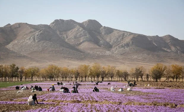 major purchase in MO,red saffron in MO,saffron shop in MO, saffron,iran saffron in Montana,persian saffron in Montana,iranian saffron in Montana,price of saffron in Montana,saffron in Montana,saffron companies in Montana,