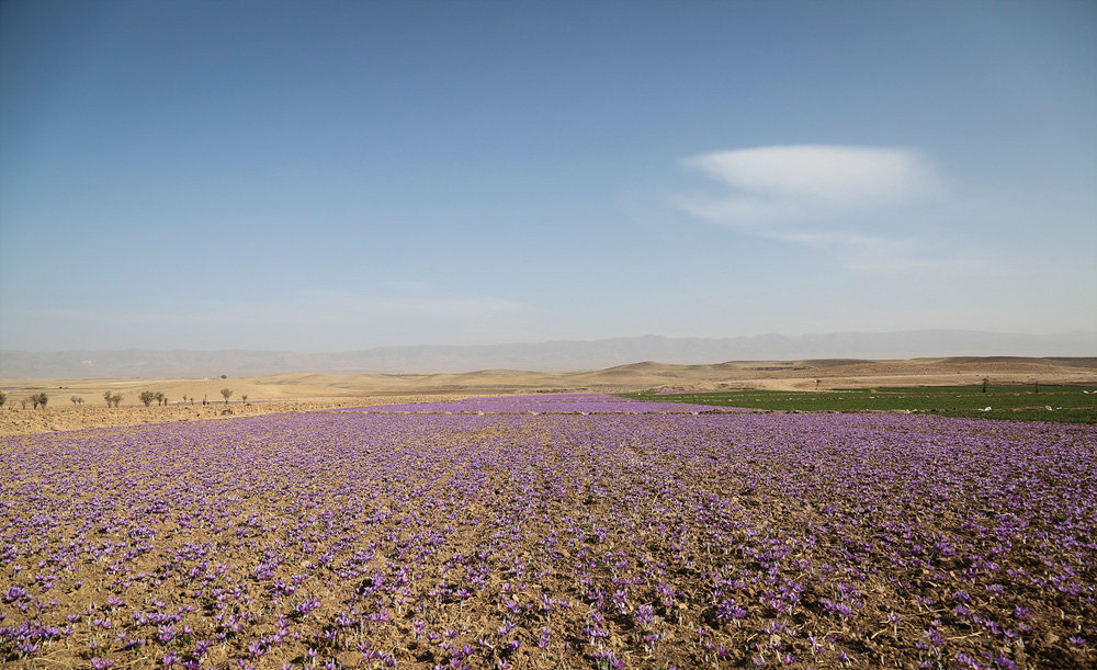 saffron price in Montana,saffron iran in Montana,saffron shop in Montana,buy saffron in Montana,buy persian saffron in Montana,purchase saffron in Montana,major purchase in Montana,red saffron in Montana,saffron shop in Montana, saffron,