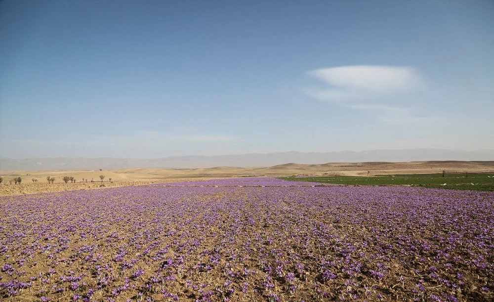 saffron price in Montana,saffron iran in Montana,saffron shop in Montana,buy saffron in Montana,buy persian saffron in Montana,purchase saffron in Montana,major purchase in Montana,red saffron in Montana,saffron shop in Montana, saffron,