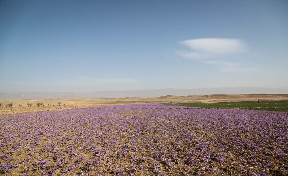 iran saffron in MT,persian saffron in MT,iranian saffron in MT,price of saffron in MT,saffron in MT,saffron companies in MT,saffron price in MT,saffron iran in MT,saffron shop in MT,buy saffron in MT,