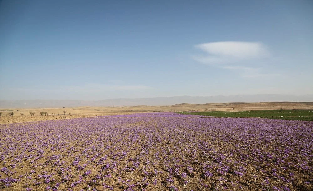 iran saffron in MT,persian saffron in MT,iranian saffron in MT,price of saffron in MT,saffron in MT,saffron companies in MT,saffron price in MT,saffron iran in MT,saffron shop in MT,buy saffron in MT,