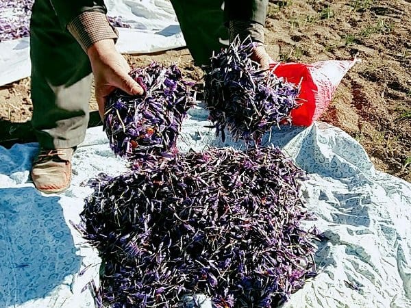 buy persian saffron in MT,purchase saffron in MT,major purchase in MT,red saffron in MT,saffron shop in MT, saffron,iran saffron in Nebraska,persian saffron in Nebraska,iranian saffron in Nebraska,price of saffron in Nebraska,