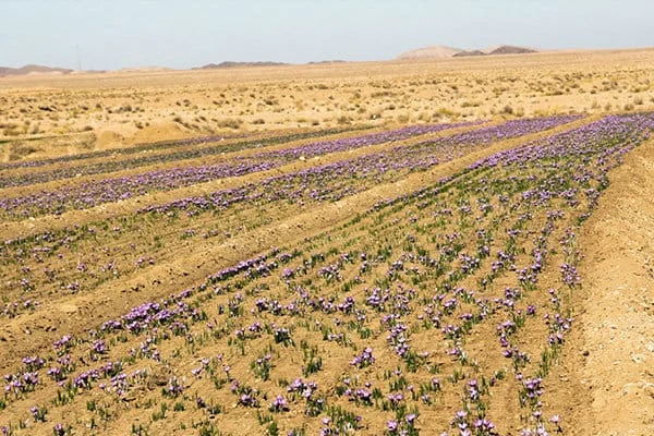 saffron in Nebraska,saffron companies in Nebraska,saffron price in Nebraska,saffron iran in Nebraska,saffron shop in Nebraska,buy saffron in Nebraska,buy persian saffron in Nebraska,purchase saffron in Nebraska,major purchase in Nebraska,red saffron in Nebraska,