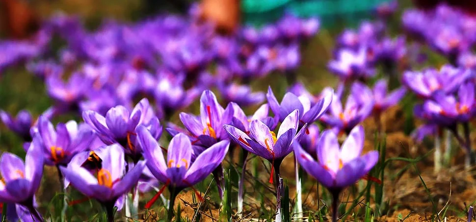 saffron shop in Nebraska, saffron,iran saffron in NE,persian saffron in NE,iranian saffron in NE,price of saffron in NE,saffron in NE,saffron companies in NE,saffron price in NE,saffron iran in NE,