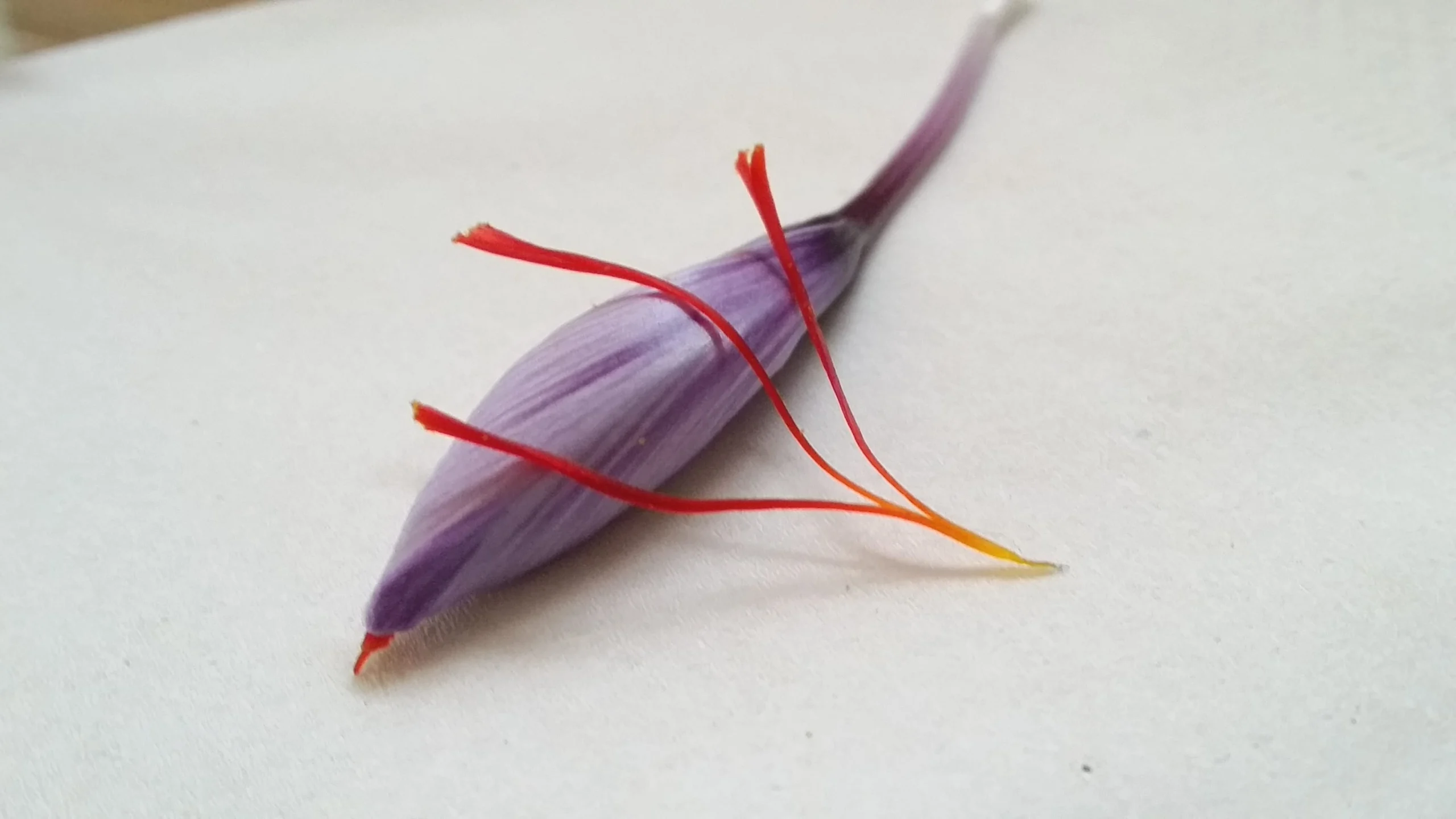 major purchase in Nevada,red saffron in Nevada,saffron shop in Nevada, saffron,iran saffron in NV,persian saffron in NV,iranian saffron in NV,price of saffron in NV,saffron in NV,saffron companies in NV,