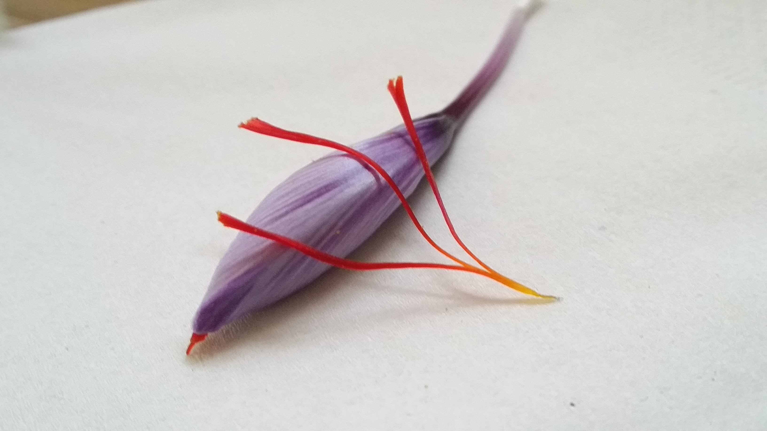 major purchase in Nevada,red saffron in Nevada,saffron shop in Nevada, saffron,iran saffron in NV,persian saffron in NV,iranian saffron in NV,price of saffron in NV,saffron in NV,saffron companies in NV,