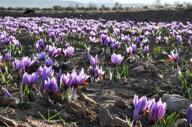 persian saffron in New Hampshire,iranian saffron in New Hampshire,price of saffron in New Hampshire,saffron in New Hampshire,saffron companies in New Hampshire,saffron price in New Hampshire,saffron iran in New Hampshire,saffron shop in New Hampshire,buy saffron in New Hampshire,buy persian saffron in New Hampshire,