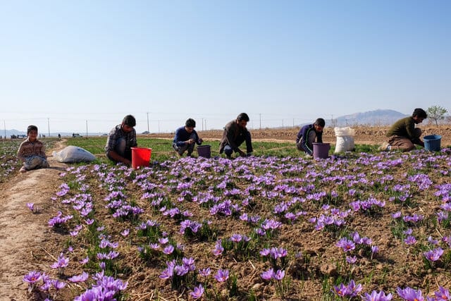 purchase saffron in New Hampshire,major purchase in New Hampshire,red saffron in New Hampshire,saffron shop in New Hampshire, saffron,iran saffron in NH,persian saffron in NH,iranian saffron in NH,