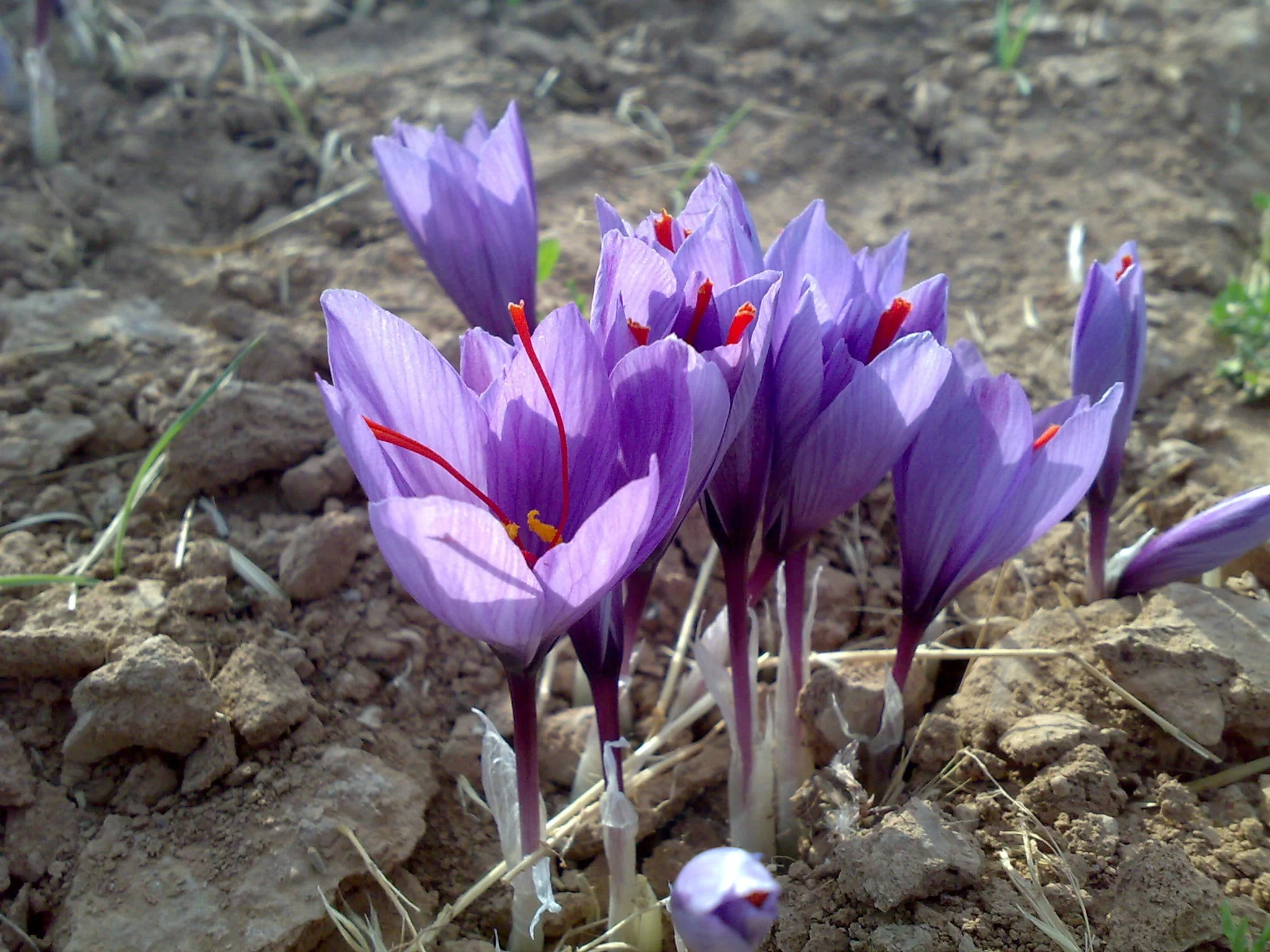 saffron companies in North Carolina,saffron price in North Carolina,saffron iran in North Carolina,saffron shop in North Carolina,buy saffron in North Carolina,buy persian saffron in North Carolina,purchase saffron in North Carolina,major purchase in North Carolina,