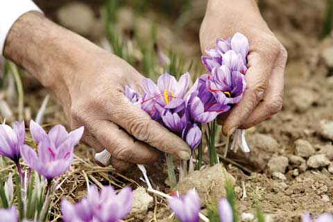 red saffron in North Carolina,saffron shop in North Carolina, saffron,iran saffron in NC,persian saffron in NC,iranian saffron in NC,price of saffron in NC,saffron in NC,saffron companies in NC,saffron price in NC,saffron iran in NC,