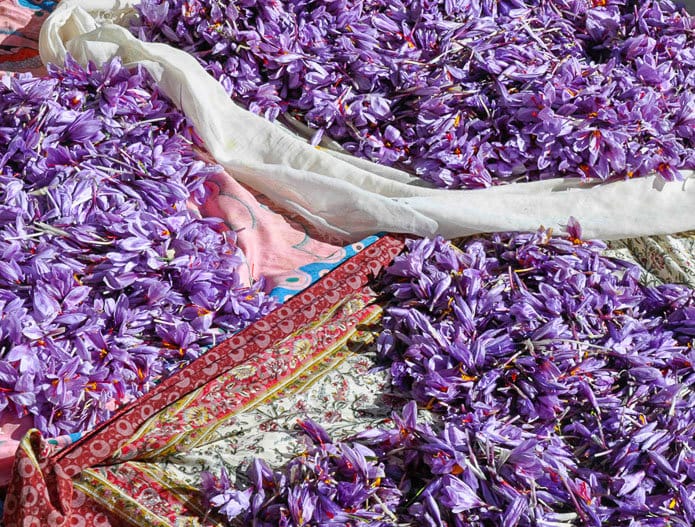 saffron shop in NC,buy saffron in NC,buy persian saffron in NC,purchase saffron in NC,major purchase in NC,red saffron in NC,saffron shop in NC, saffron,iran saffron in North Dakota,persian saffron in North Dakota,