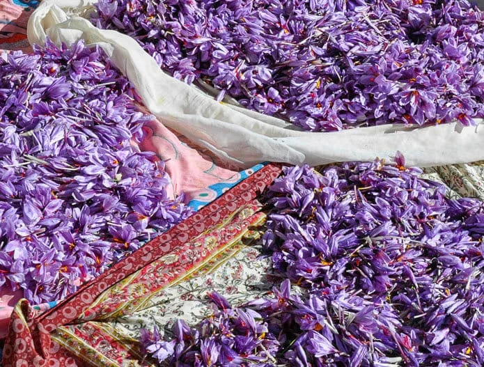 saffron shop in NC,buy saffron in NC,buy persian saffron in NC,purchase saffron in NC,major purchase in NC,red saffron in NC,saffron shop in NC, saffron,iran saffron in North Dakota,persian saffron in North Dakota,