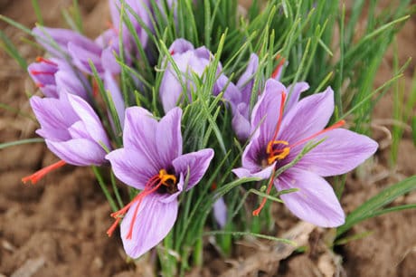 iranian saffron in North Dakota,price of saffron in North Dakota,saffron in North Dakota,saffron companies in North Dakota,saffron price in North Dakota,saffron iran in North Dakota,saffron shop in North Dakota,buy saffron in North Dakota,buy persian saffron in North Dakota,purchase saffron in North Dakota,