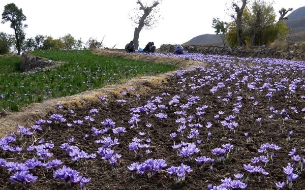 major purchase in North Dakota,red saffron in North Dakota,saffron shop in North Dakota, saffron,iran saffron in ND,persian saffron in ND,iranian saffron in ND,price of saffron in ND,saffron in ND,saffron companies in ND,