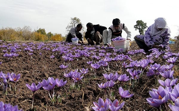saffron price in ND,saffron iran in ND,saffron shop in ND,buy saffron in ND,buy persian saffron in ND,purchase saffron in ND,major purchase in ND,red saffron in ND,saffron shop in ND, saffron,