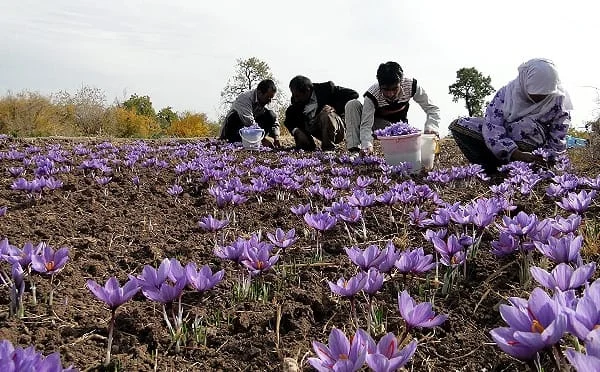 saffron price in ND,saffron iran in ND,saffron shop in ND,buy saffron in ND,buy persian saffron in ND,purchase saffron in ND,major purchase in ND,red saffron in ND,saffron shop in ND, saffron,