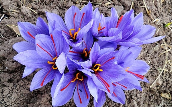 iran saffron in Ohio,persian saffron in Ohio,iranian saffron in Ohio,price of saffron in Ohio,saffron in Ohio,saffron companies in Ohio,saffron price in Ohio,saffron iran in Ohio,saffron shop in Ohio,buy saffron in Ohio,