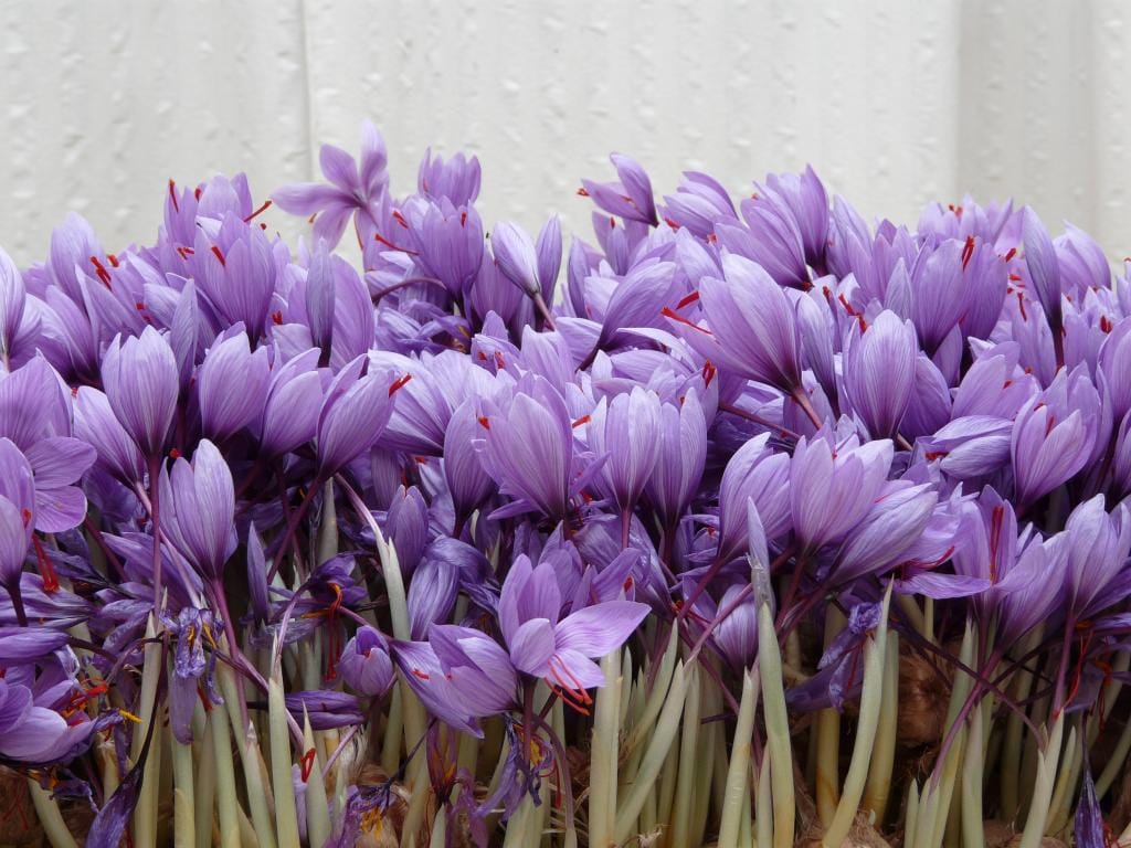 buy persian saffron in Ohio,purchase saffron in Ohio,major purchase in Ohio,red saffron in Ohio,saffron shop in Ohio, saffron,iran saffron in OH,persian saffron in OH,iranian saffron in OH,price of saffron in OH,