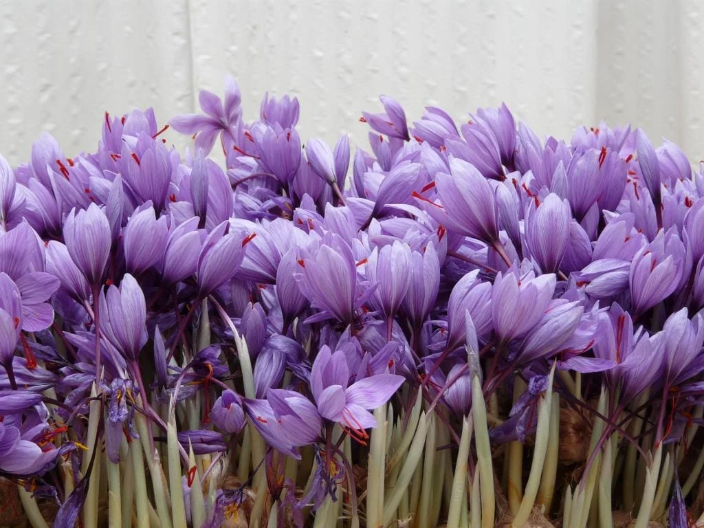 buy persian saffron in Ohio,purchase saffron in Ohio,major purchase in Ohio,red saffron in Ohio,saffron shop in Ohio, saffron,iran saffron in OH,persian saffron in OH,iranian saffron in OH,price of saffron in OH,