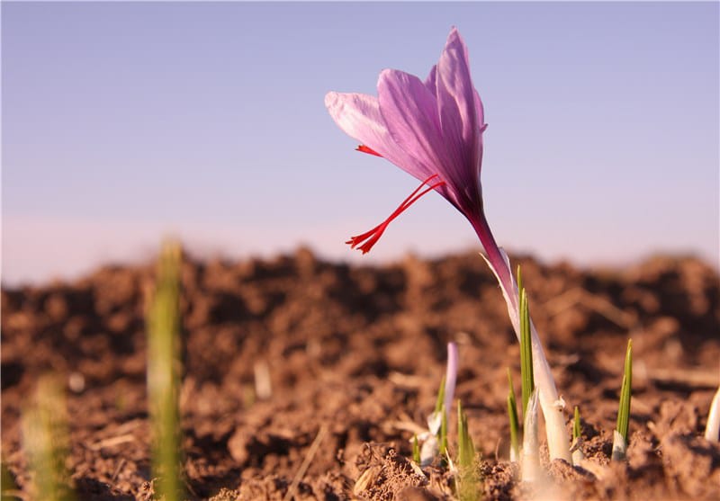 saffron price in Oregon,saffron iran in Oregon,saffron shop in Oregon,buy saffron in Oregon,buy persian saffron in Oregon,purchase saffron in Oregon,major purchase in Oregon,red saffron in Oregon,saffron shop in Oregon, saffron,iran saffron in OR,