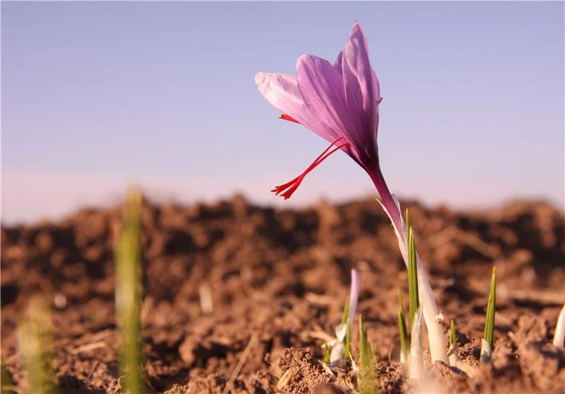 saffron price in Oregon,saffron iran in Oregon,saffron shop in Oregon,buy saffron in Oregon,buy persian saffron in Oregon,purchase saffron in Oregon,major purchase in Oregon,red saffron in Oregon,saffron shop in Oregon, saffron,iran saffron in OR,