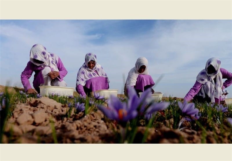 persian saffron in OR,iranian saffron in OR,price of saffron in OR,saffron in OR,saffron companies in OR,saffron price in OR,saffron iran in OR,saffron shop in OR,buy saffron in OR,buy persian saffron in OR,