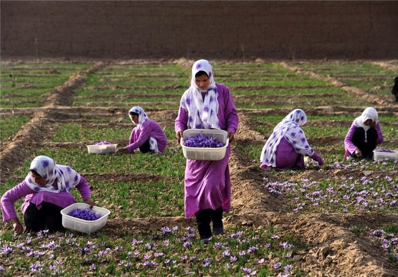 purchase saffron in OR,major purchase in OR,red saffron in OR,saffron shop in OR, saffron,iran saffron in Pennsylvania,persian saffron in Pennsylvania,iranian saffron in Pennsylvania,price of saffron in Pennsylvania,saffron in Pennsylvania,