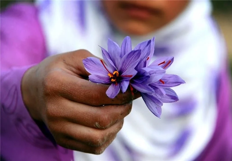 saffron companies in Pennsylvania,saffron price in Pennsylvania,saffron iran in Pennsylvania,saffron shop in Pennsylvania,buy saffron in Pennsylvania,buy persian saffron in Pennsylvania,purchase saffron in Pennsylvania,major purchase in Pennsylvania,red saffron in Pennsylvania,saffron shop in Pennsylvania,
