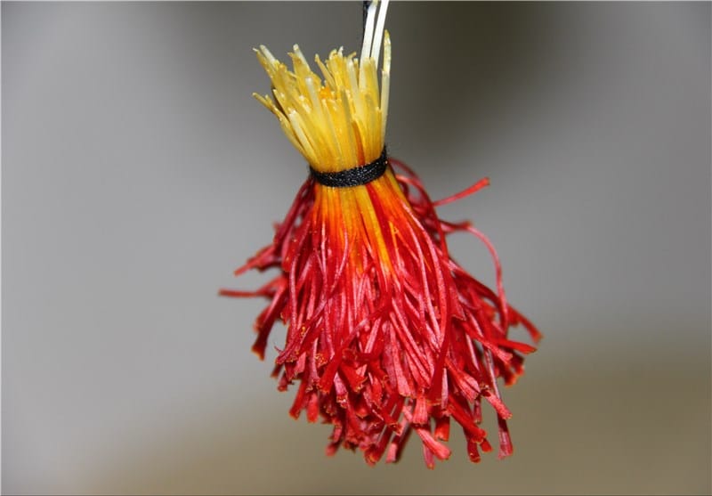 price of saffron in Rhode Island,saffron in Rhode Island,saffron companies in Rhode Island,saffron price in Rhode Island,saffron iran in Rhode Island,saffron shop in Rhode Island,buy saffron in Rhode Island,buy persian saffron in Rhode Island,purchase saffron in Rhode Island,major purchase in Rhode Island,