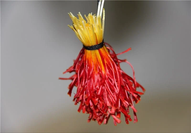 price of saffron in Rhode Island,saffron in Rhode Island,saffron companies in Rhode Island,saffron price in Rhode Island,saffron iran in Rhode Island,saffron shop in Rhode Island,buy saffron in Rhode Island,buy persian saffron in Rhode Island,purchase saffron in Rhode Island,major purchase in Rhode Island,