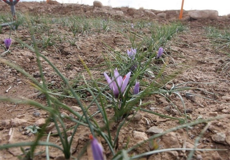 red saffron in Rhode Island,saffron shop in Rhode Island, saffron,iran saffron in RI,persian saffron in RI,iranian saffron in RI,price of saffron in RI,saffron in RI,saffron companies in RI,saffron price in RI,saffron iran in RI,