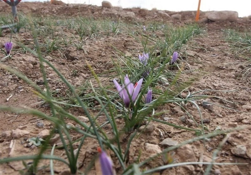 red saffron in Rhode Island,saffron shop in Rhode Island, saffron,iran saffron in RI,persian saffron in RI,iranian saffron in RI,price of saffron in RI,saffron in RI,saffron companies in RI,saffron price in RI,saffron iran in RI,