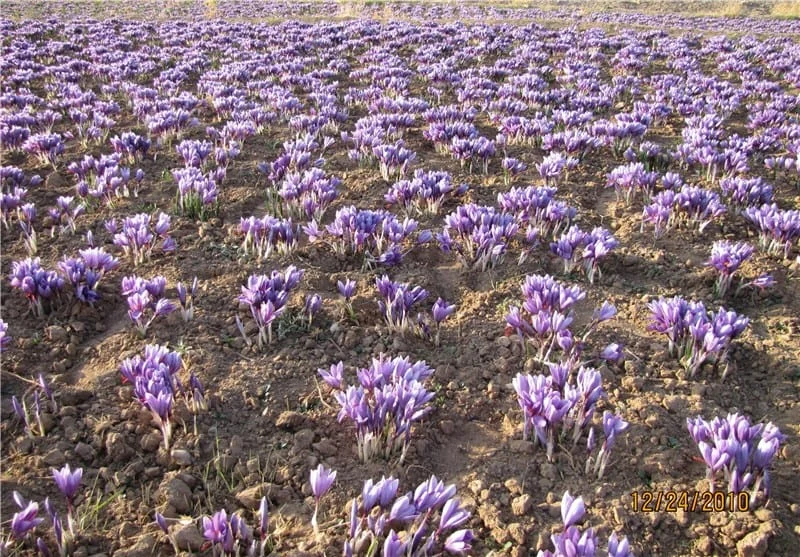 saffron shop in RI,buy saffron in RI,buy persian saffron in RI,purchase saffron in RI,major purchase in RI,red saffron in RI,saffron shop in RI, saffron,iran saffron in South Carolina,persian saffron in South Carolina,iranian saffron in South Carolina,