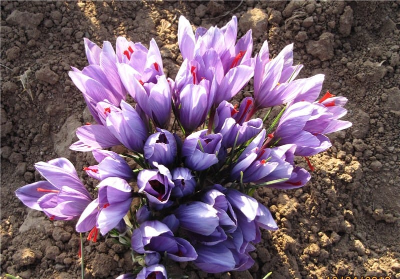 buy saffron in SC,buy persian saffron in SC,purchase saffron in SC,major purchase in SC,red saffron in SC,saffron shop in SC, saffron,iran saffron in South Dakota,persian saffron in South Dakota,iranian saffron in South Dakota,