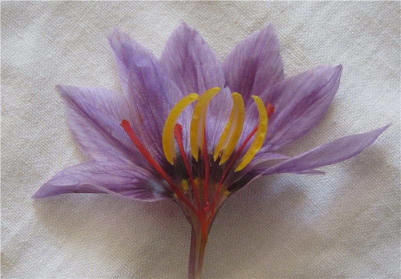 price of saffron in South Dakota,saffron in South Dakota,saffron companies in South Dakota,saffron price in South Dakota,saffron iran in South Dakota,saffron shop in South Dakota,buy saffron in South Dakota,buy persian saffron in South Dakota,purchase saffron in South Dakota,major purchase in South Dakota,
