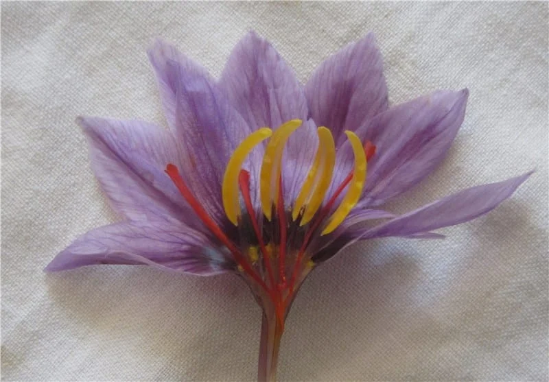 price of saffron in South Dakota,saffron in South Dakota,saffron companies in South Dakota,saffron price in South Dakota,saffron iran in South Dakota,saffron shop in South Dakota,buy saffron in South Dakota,buy persian saffron in South Dakota,purchase saffron in South Dakota,major purchase in South Dakota,